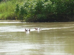 Hippos