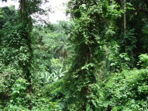 Kpalime Greenery